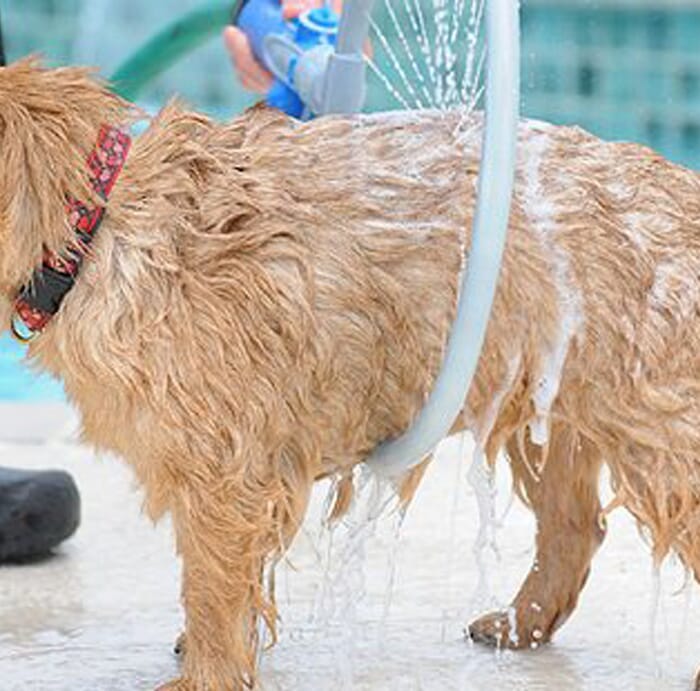 دش استحمام الكلاب دائري بخزان للصابون والشامبو تتصل بخرطوم المياه