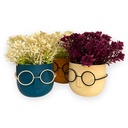 اصيص ورد بنضاره كيوت لتجديد ديكور البيت والبلكونة